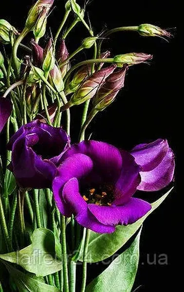 Offer photo
