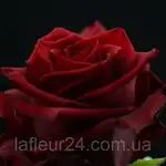 Offer photo
