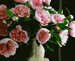 Offer photo