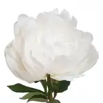 Offer photo