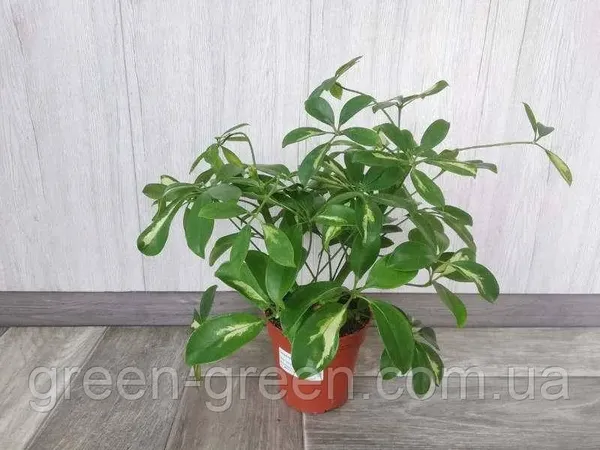 Offer photo