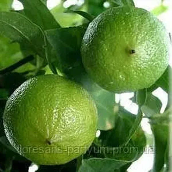 Offer photo