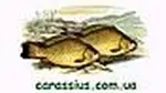 Shop logo